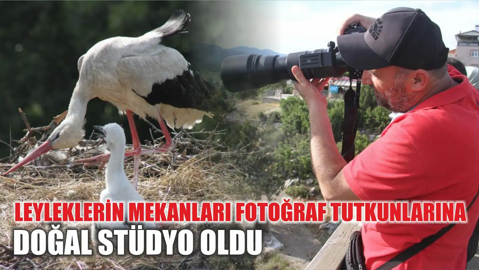 Leyleklerin mekanları fotoğraf tutkunlarına doğal stüdyo oldu