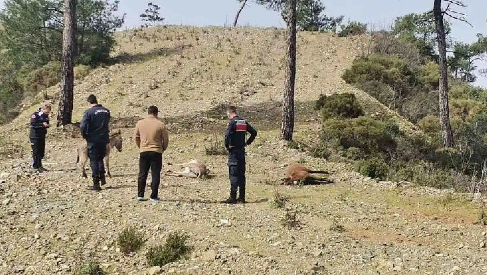 Marmaris'te başıboş eşekler tüfekle vurulmuş halde bulundu