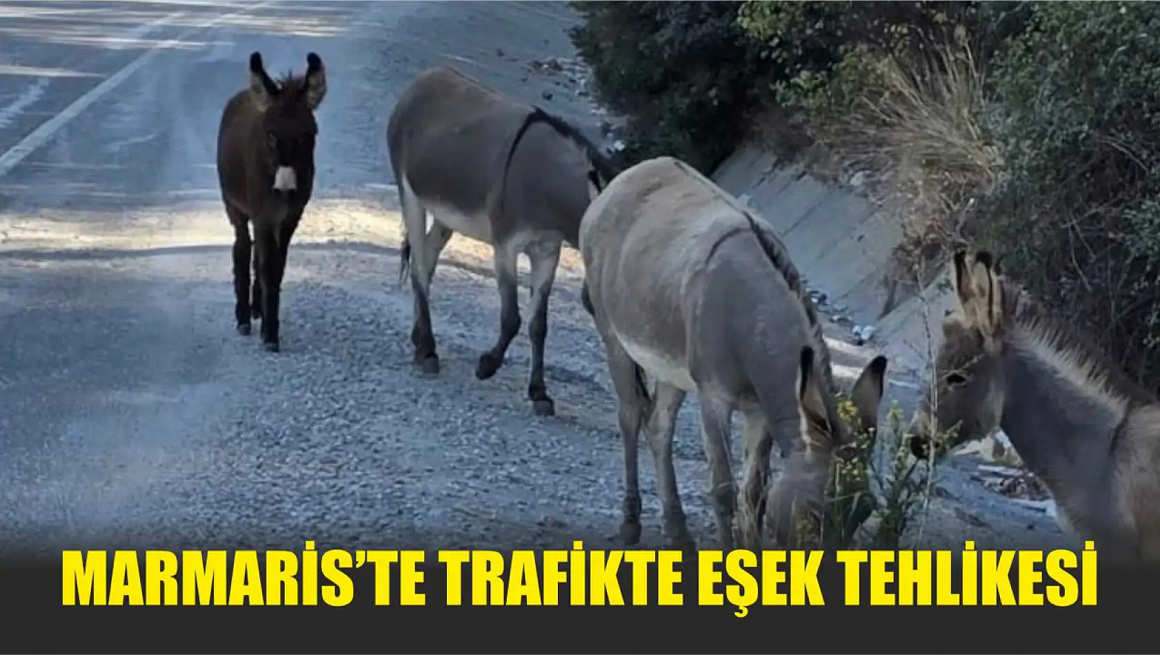 Marmaris'te trafikte eşek tehlikesi