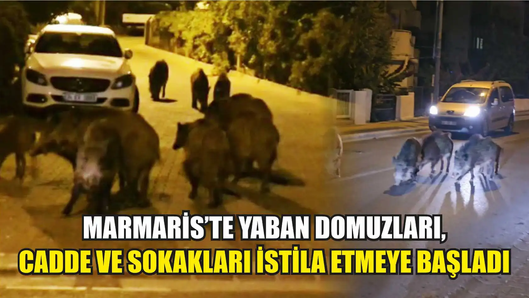 Marmaris'te yaban domuzları, cadde ve sokakları istila etmeye başladı