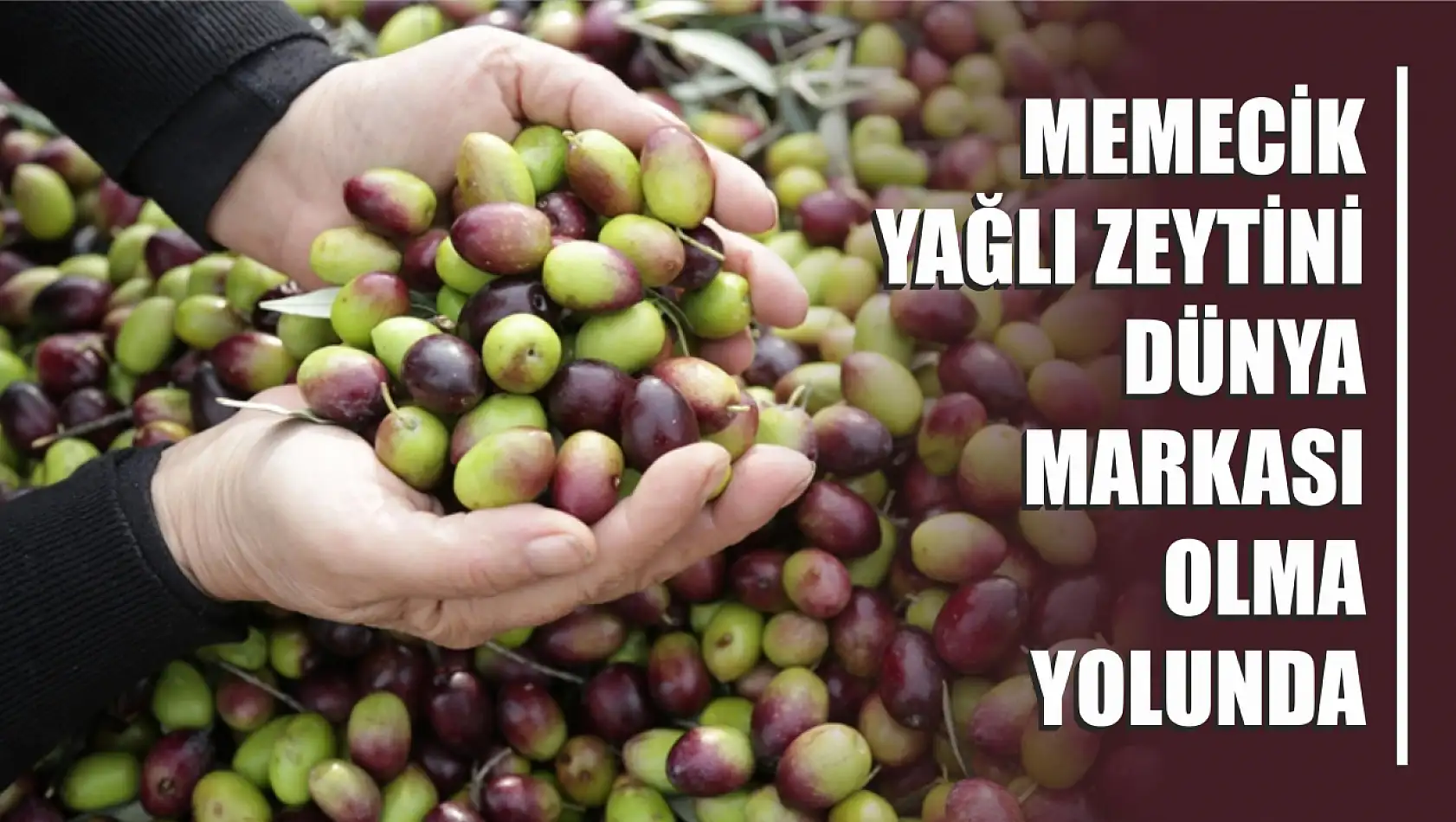 Memecik Yağlı Zeytini Dünya markası olma yolunda