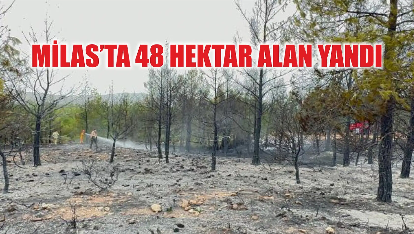 Milas'ta 48 hektar alan yandı