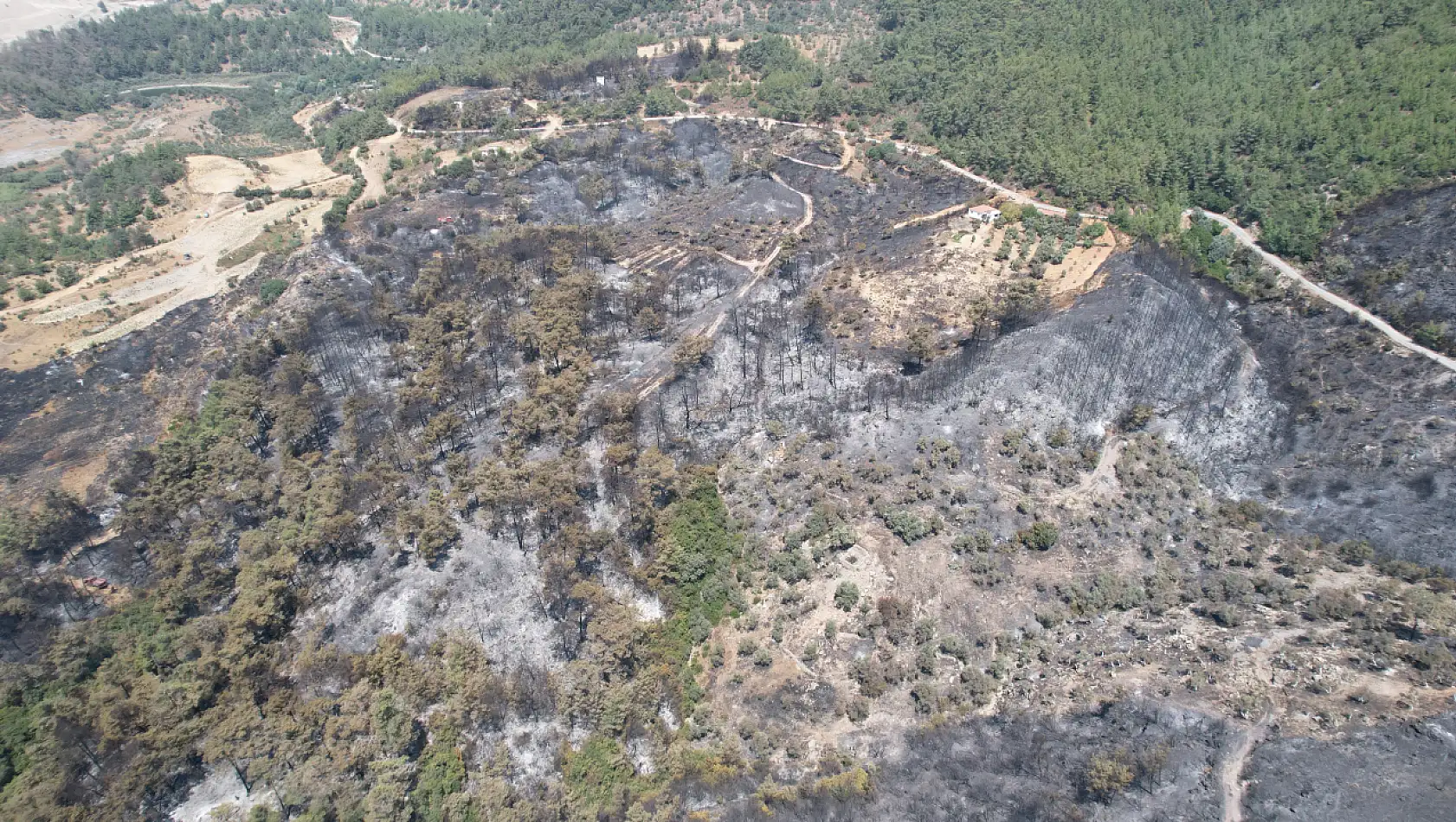 Milas'ta Alevler Yüzyıllık Mirası Yuttu Zeytinlikler Kül Oldu, Gözyaşları Sel