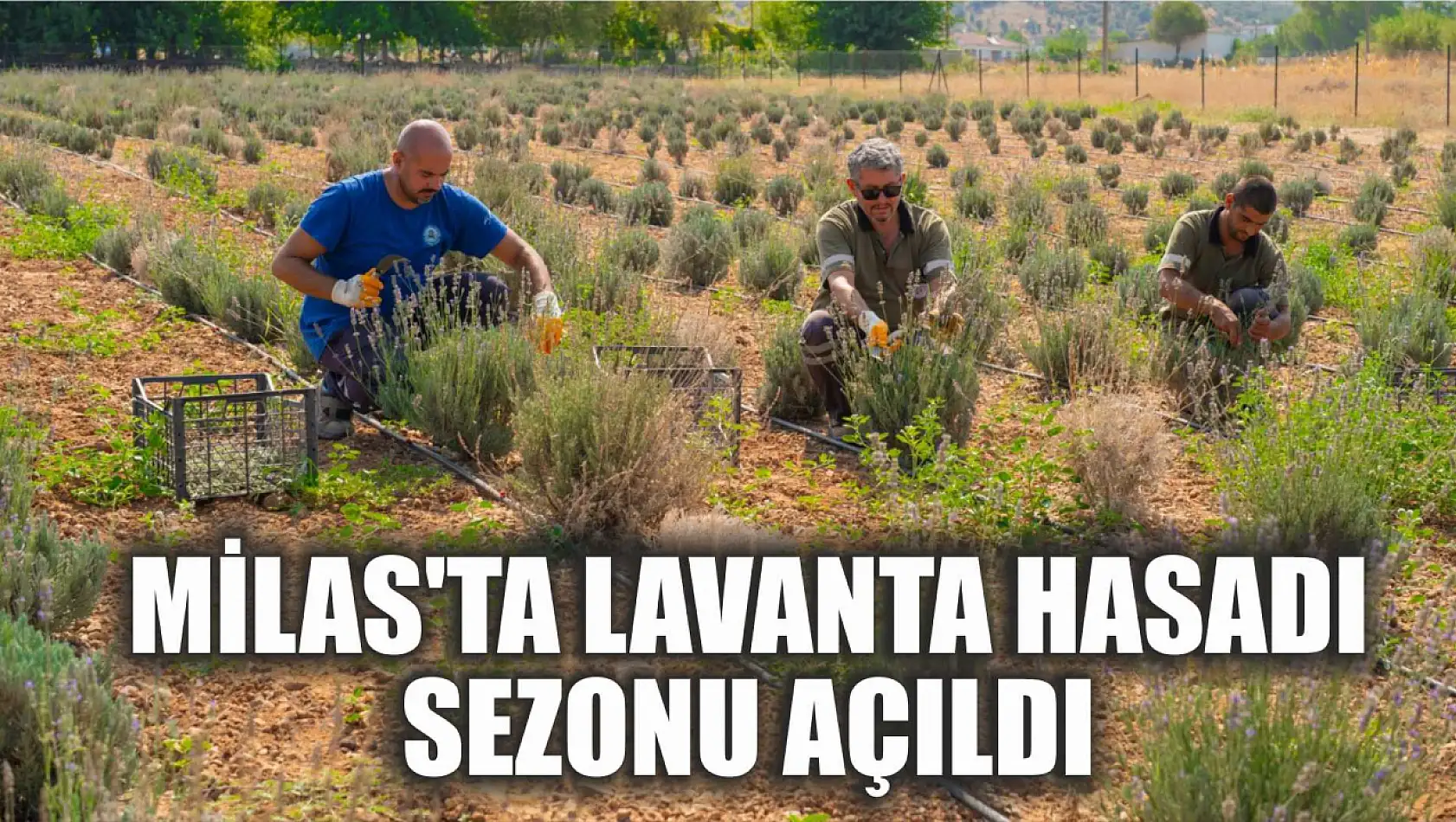 Milas'ta Lavanta Hasadı Sezonu Açıldı