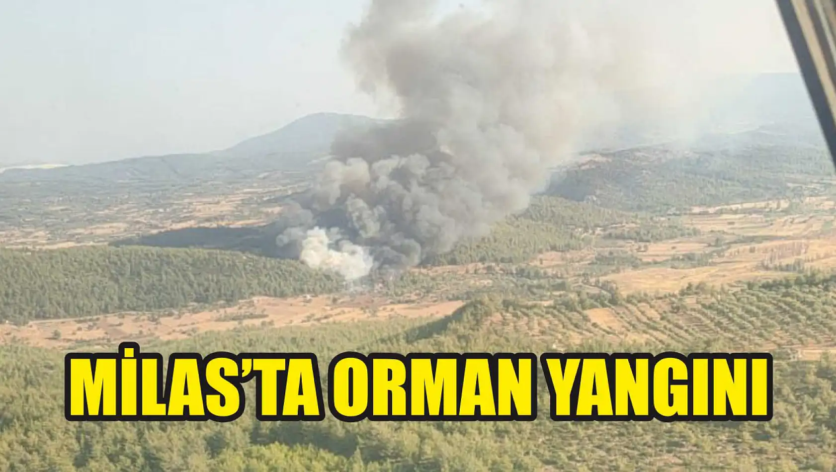 Milas'ta orman yangını