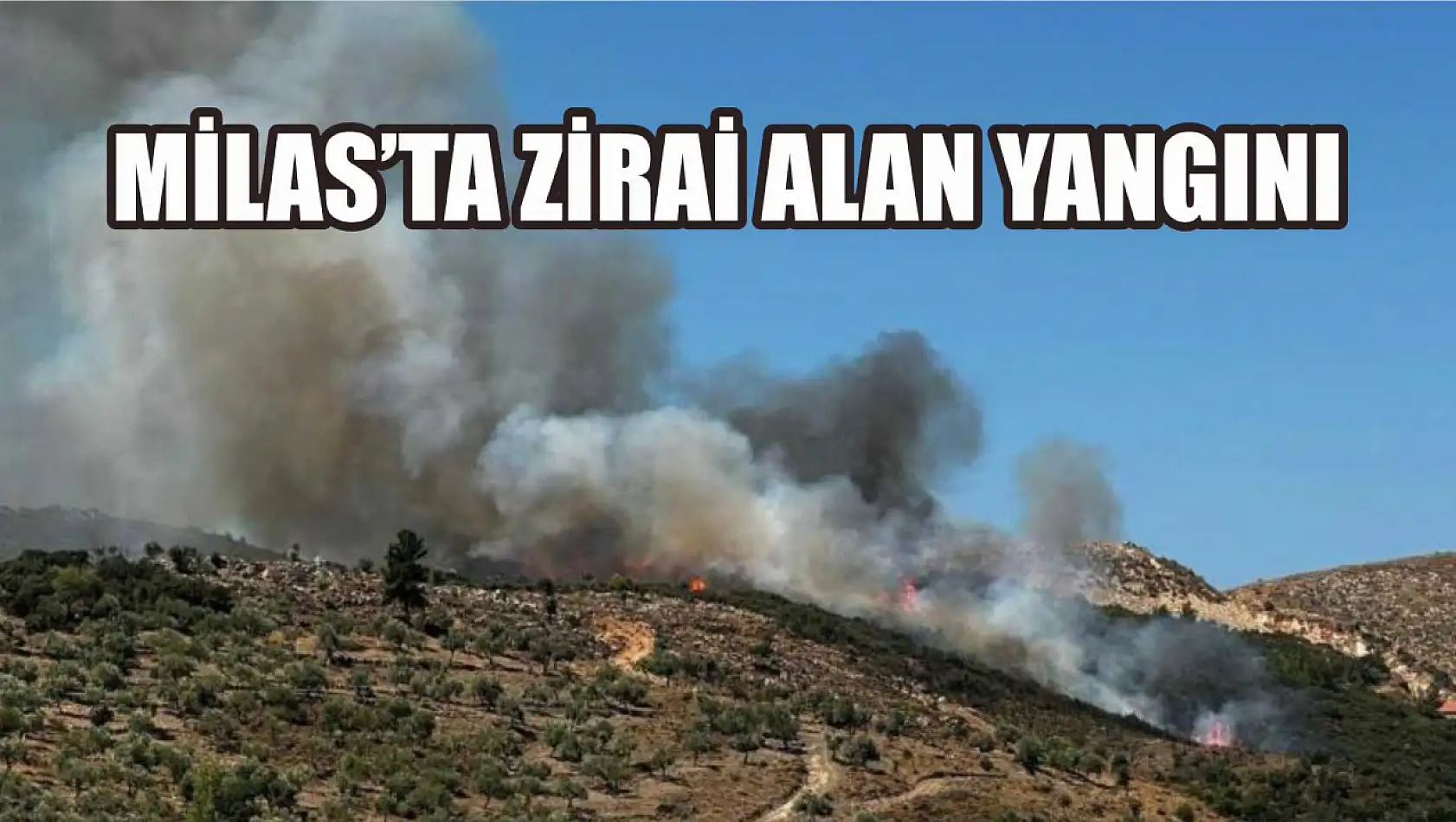 Milas'ta zirai alan yangını