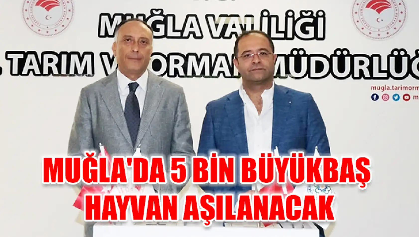 Muğla'da 5 bin büyükbaş hayvan aşılanacak