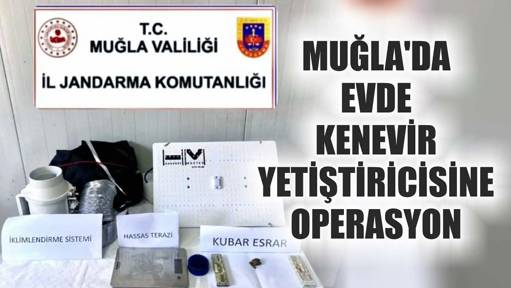 Muğla'da evde kenevir yetiştiricisine operasyon