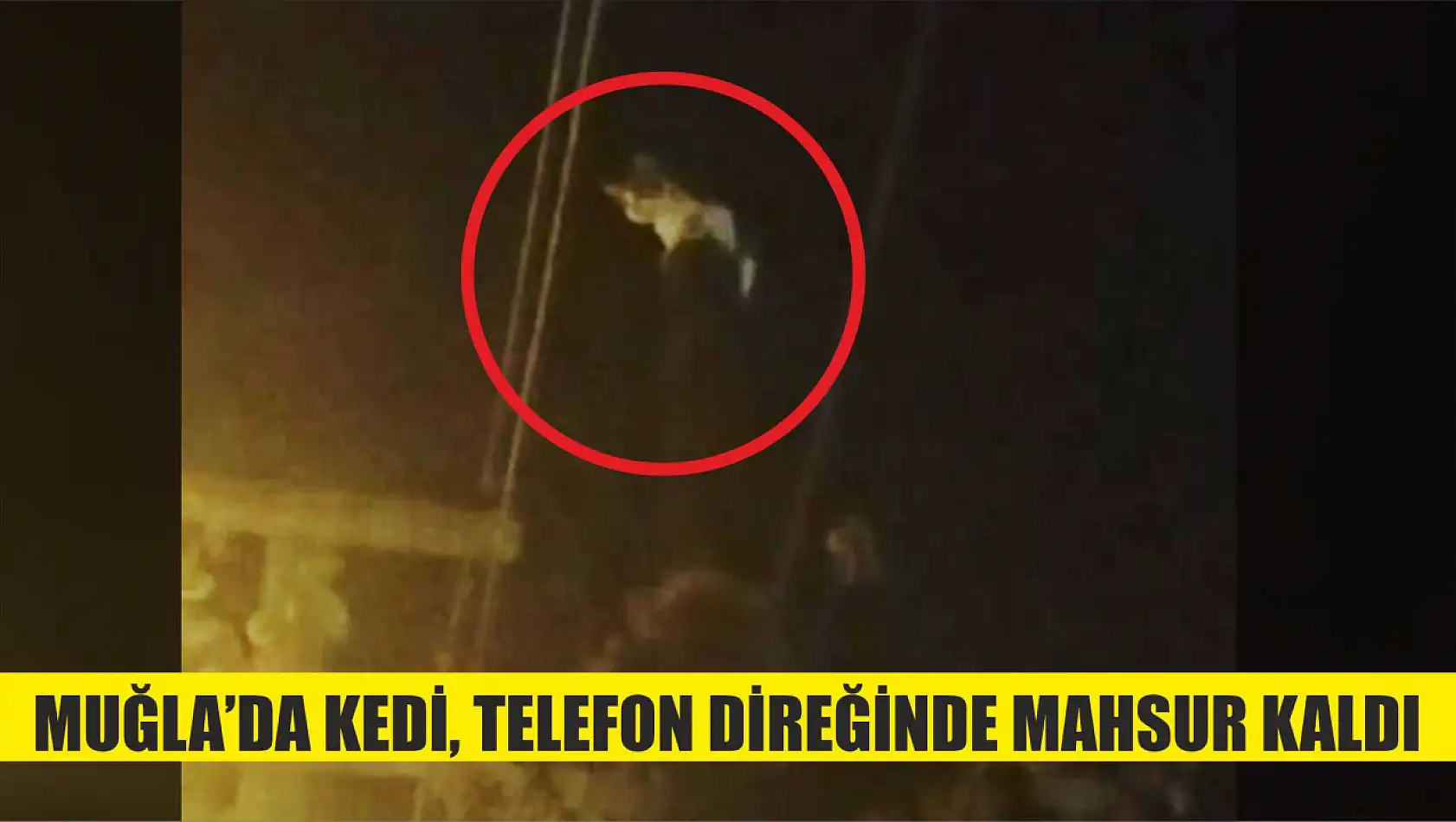 Muğla'da kedi, telefon direğinde mahsur kaldı