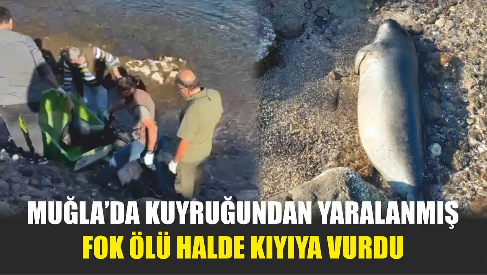 Muğla'da kuyruğundan yaralanmış fok ölü halde kıyıya vurdu