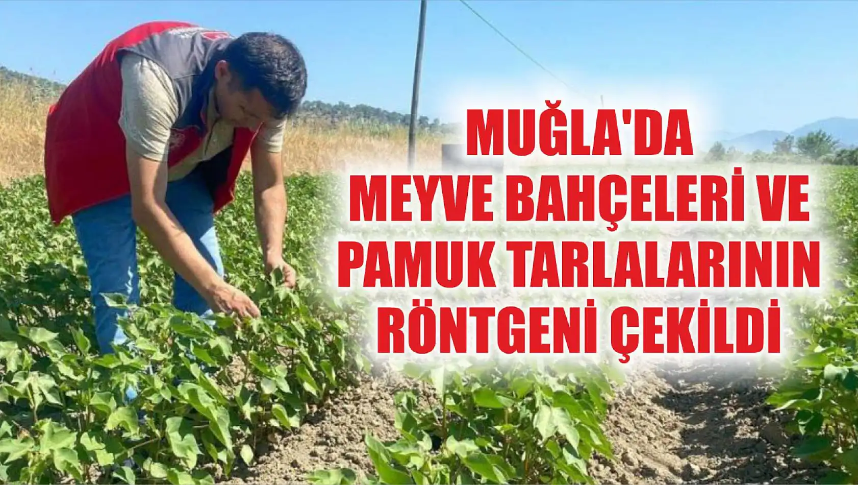 Muğla'da meyve bahçeleri ve pamuk tarlalarının röntgeni çekildi