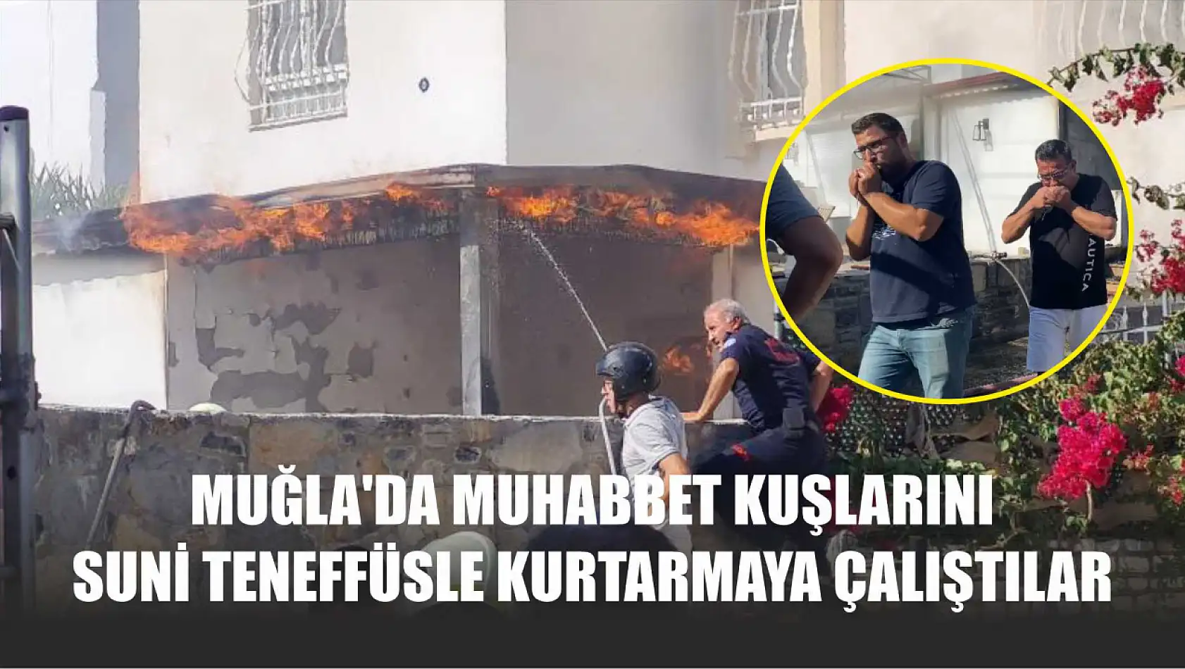 Muğla'da muhabbet kuşlarını suni teneffüsle kurtarmaya çalıştılar