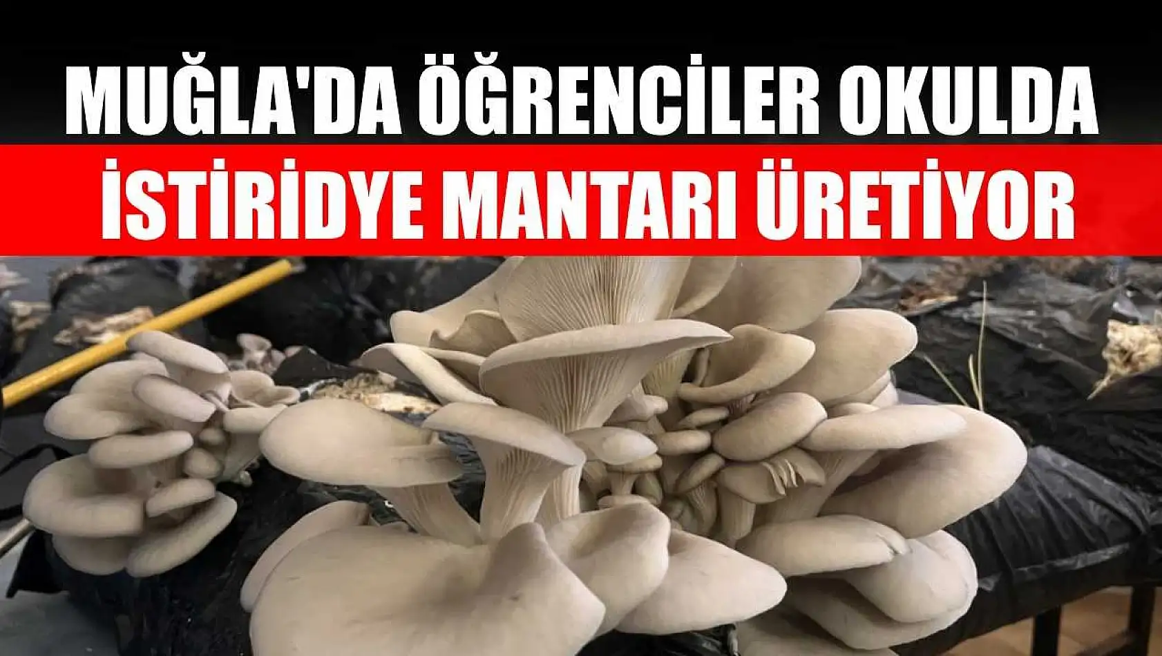 Muğla'da öğrenciler okulda istiridye mantarı üretiyor