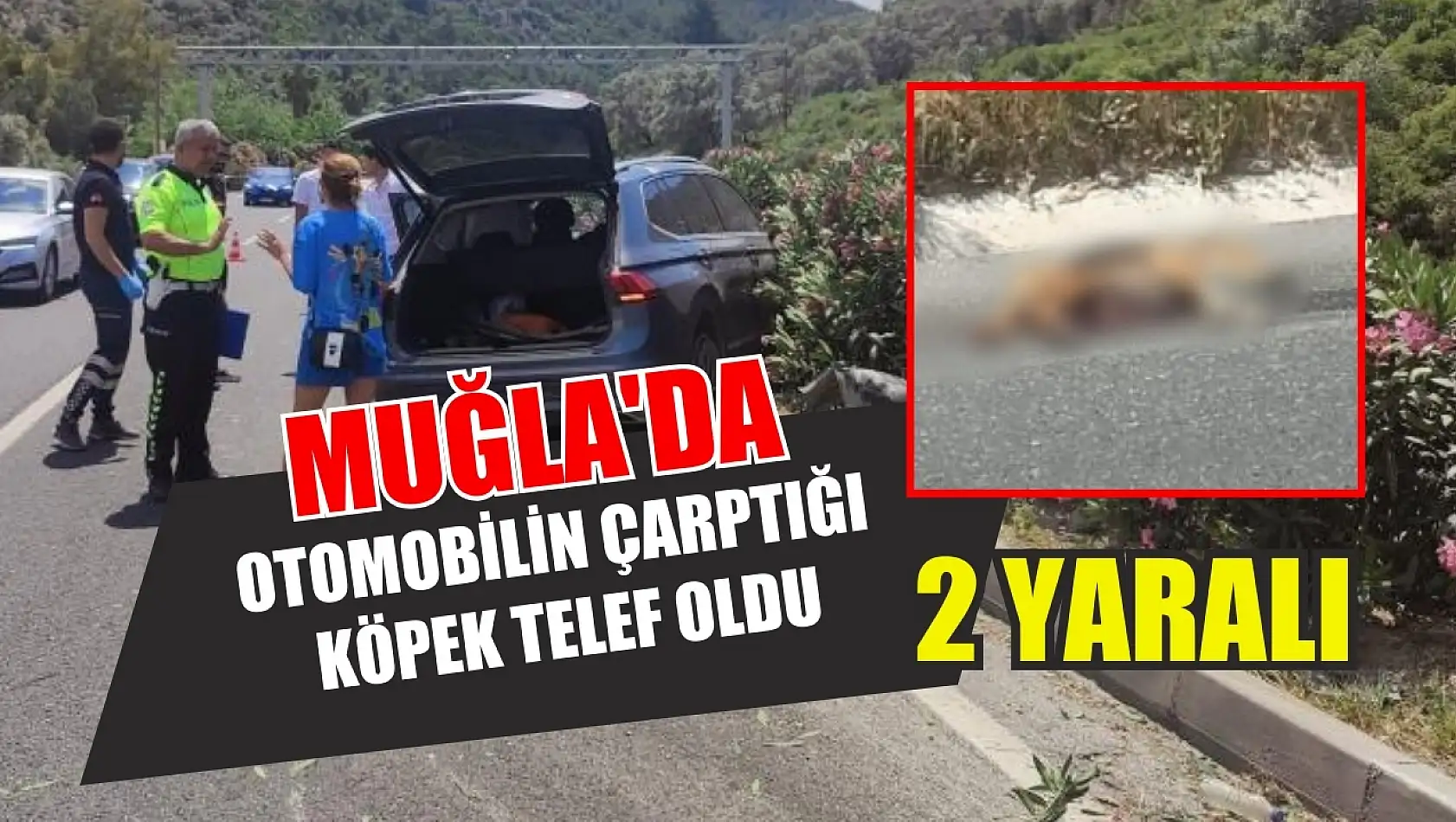 Muğla'da otomobilin çarptığı köpek telef oldu, 2 yaralı