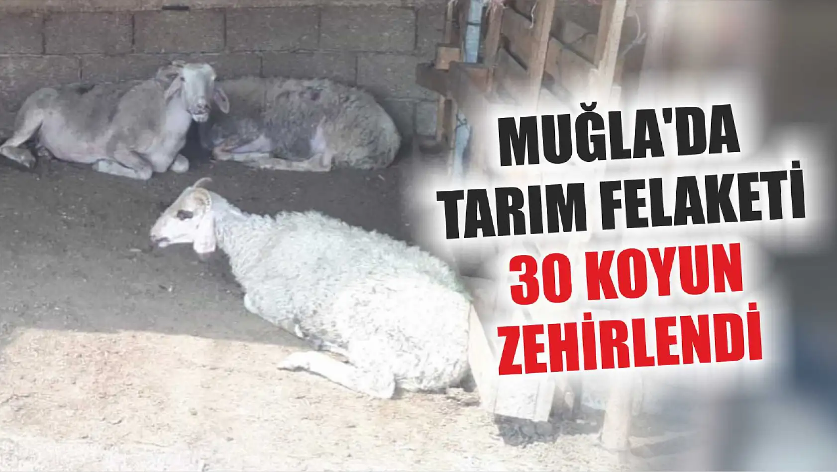 Muğla'da Tarım Felaketi: 30 Koyun Zehirlendi