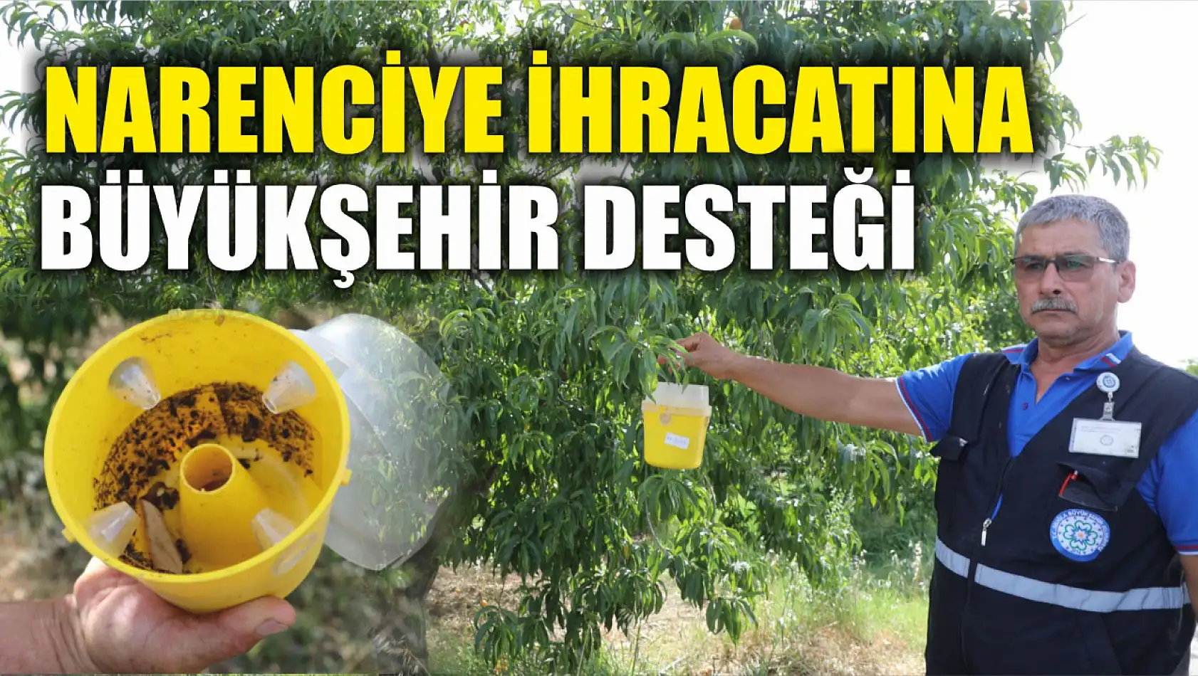 Narenciye İhracatına Büyükşehir Desteği 