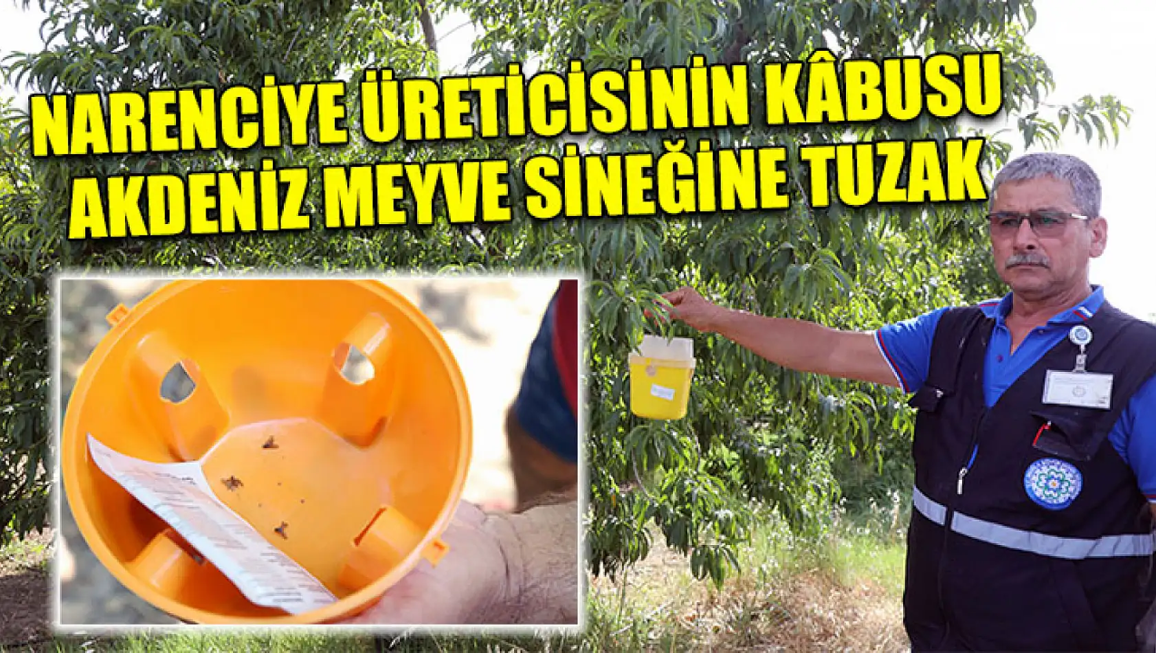 Narenciye üreticisinin kâbusu Akdeniz Meyve Sineğine tuzak