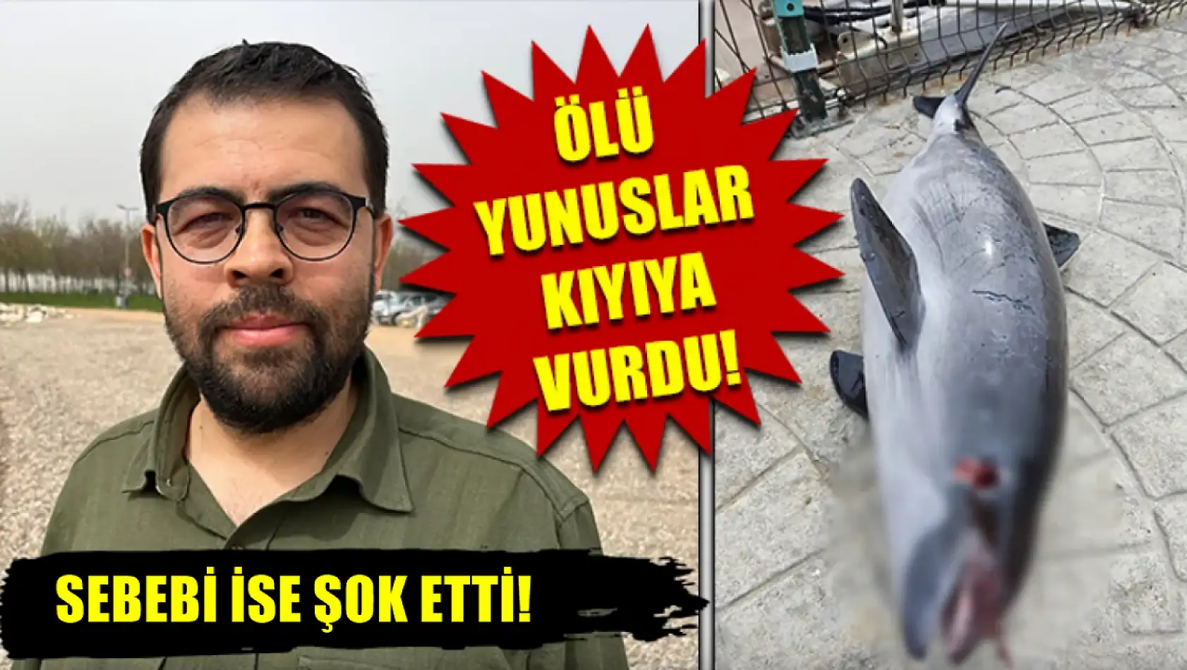 Ölü Yunuslar Kıyıya Vurdu! Sebebi İse Şok Etti