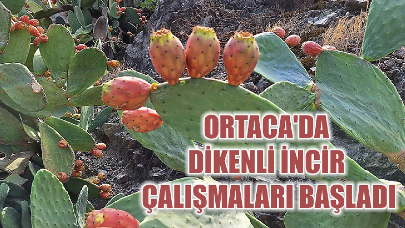 Ortaca'da dikenli incir çalışmaları başladı