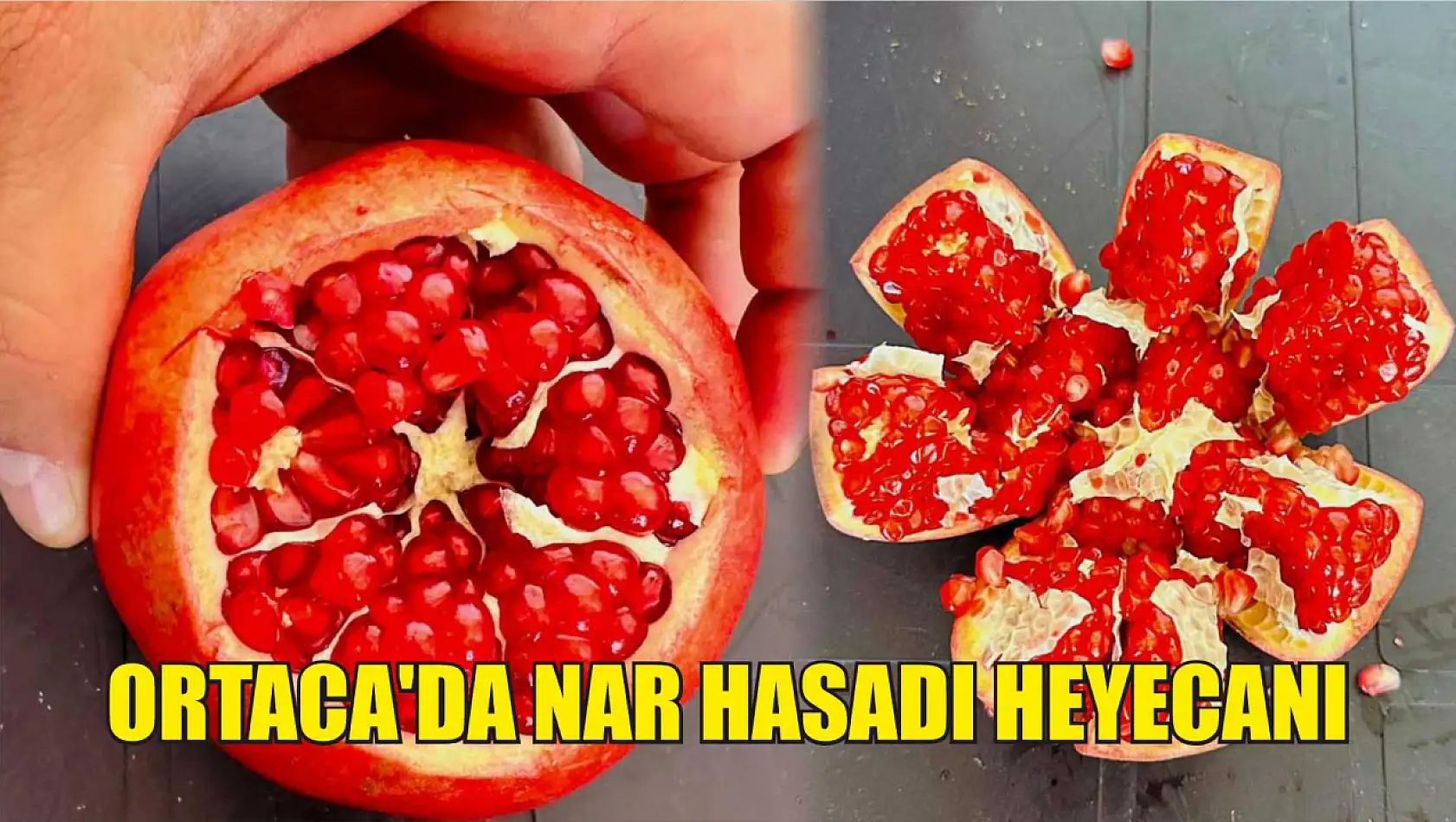 Ortaca'da nar hasadı heyecanı