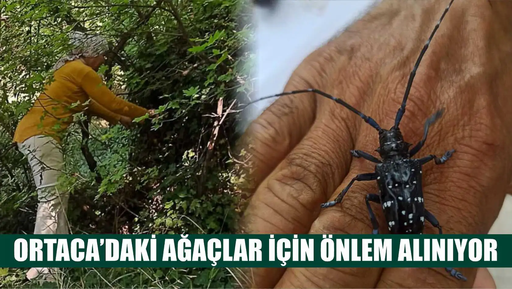 Ortaca'daki ağaçlar için önlem alınıyor