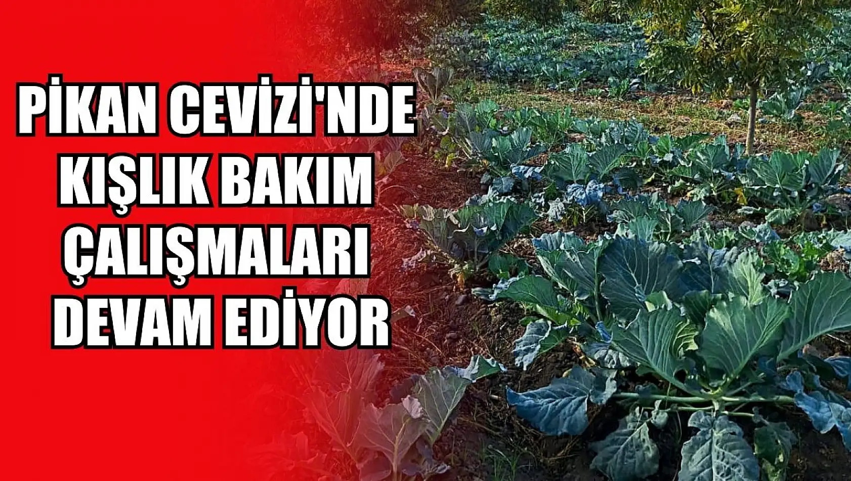 Pikan Cevizi'nde kışlık bakım çalışmaları devam ediyor