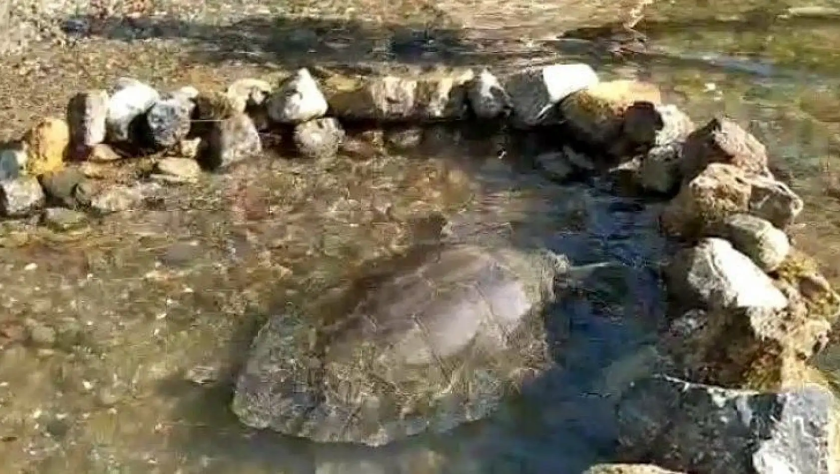 Rahatsızlanan caretta caretta için seferber oldular