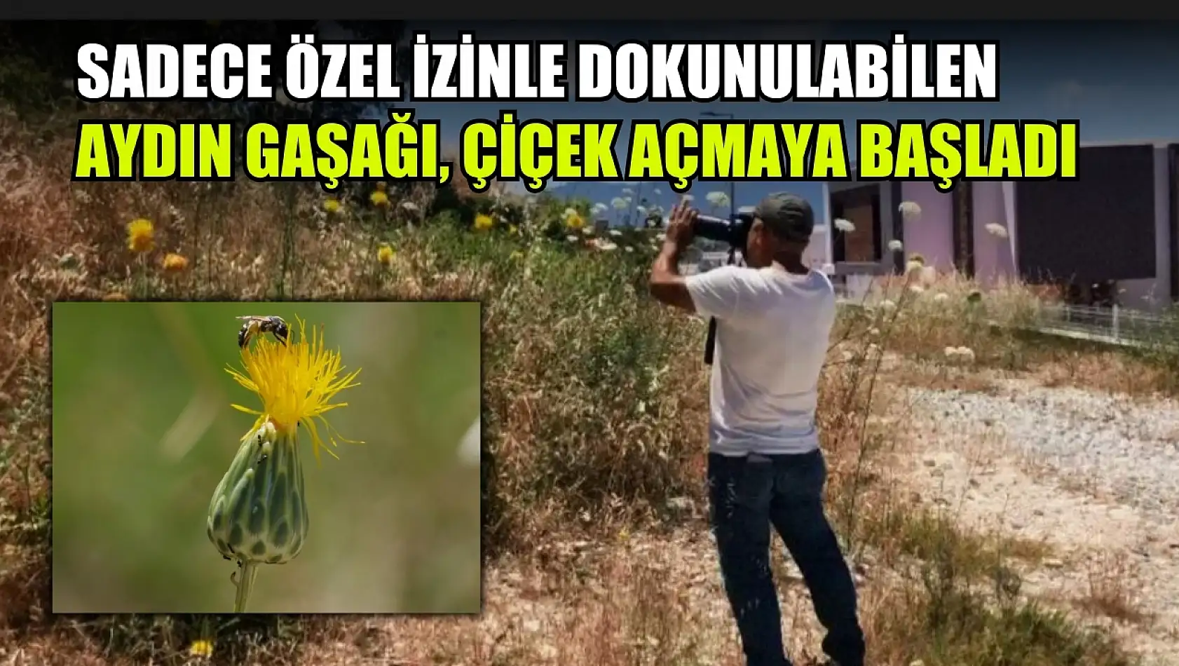 Sadece özel izinle dokunulabilen Aydın Gaşağı, çiçek açmaya başladı