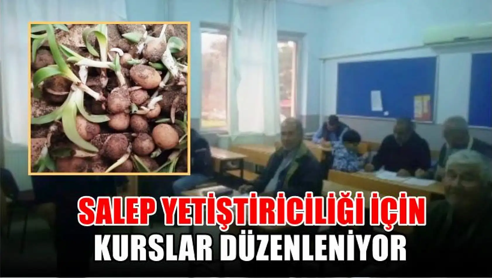 Salep yetiştiriciliği için kurslar düzenleniyor