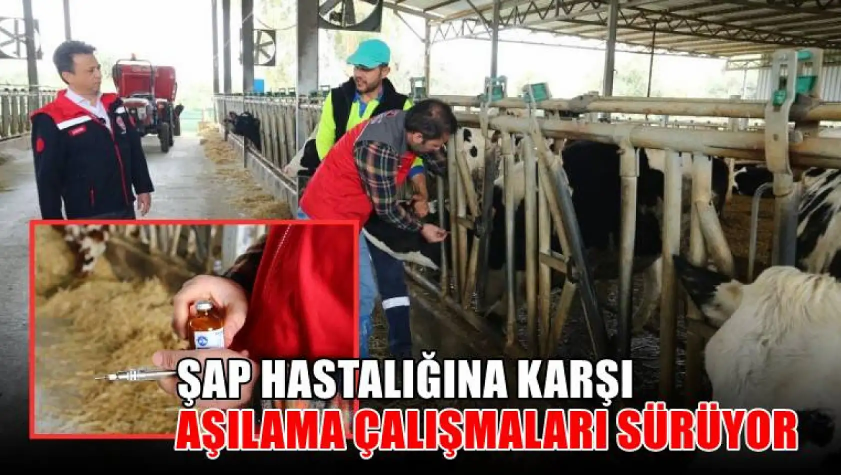 Şap hastalığına karşı aşılama çalışmaları sürüyor