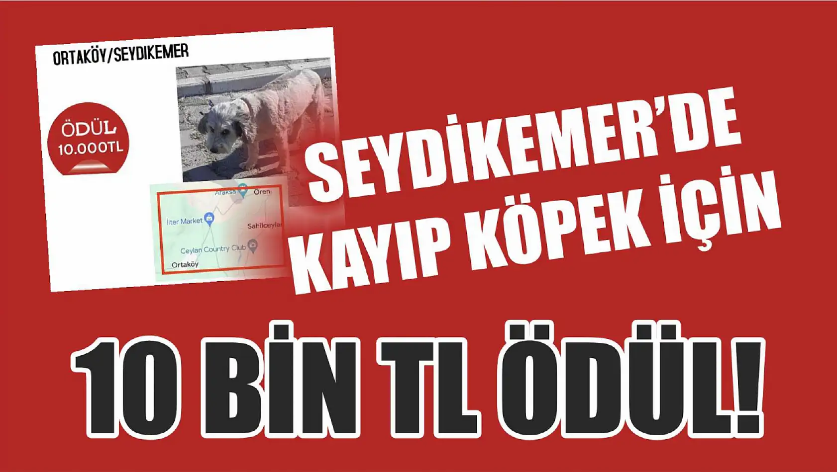 Seydikemer'de kaybolan köpek için 10 bin TL ödül!