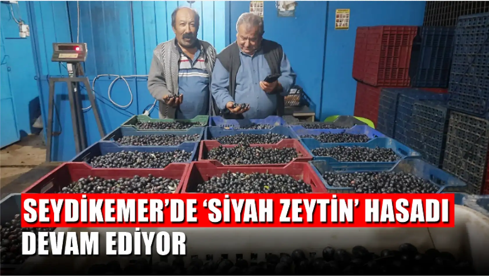 Seydikemer'de 'Siyah Zeytin' hasadı devam ediyor