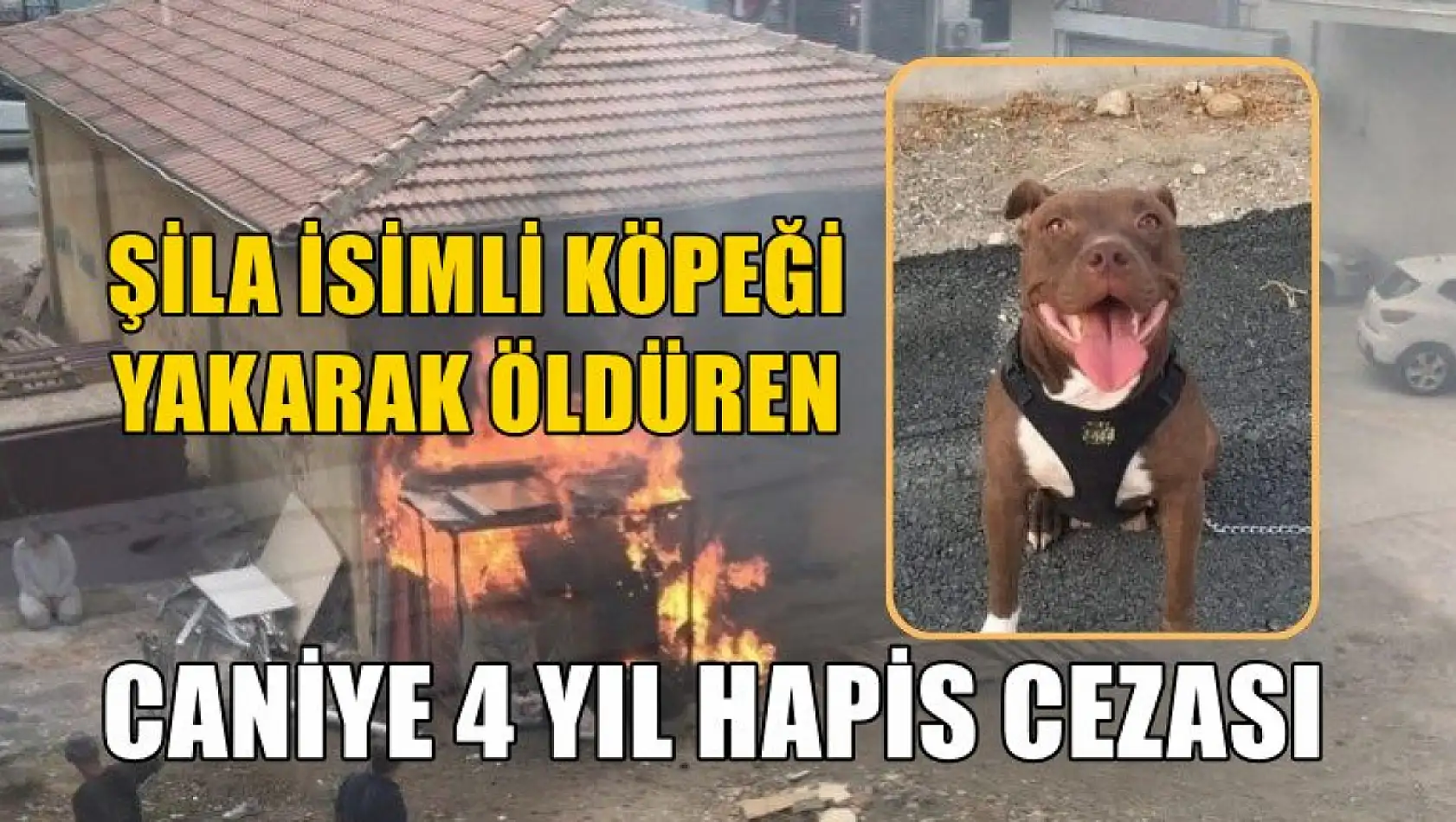 Şila isimli köpeği yakarak öldüren caniye 4 yıl hapis cezası