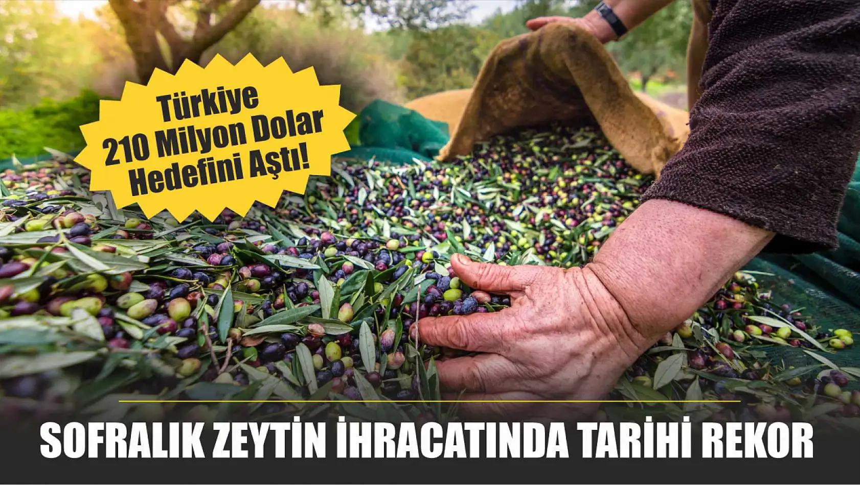 Sofralık Zeytin İhracatında Tarihi Rekor