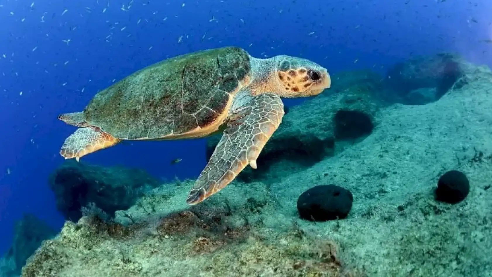 Tatilcilere Caretta Uyarısı