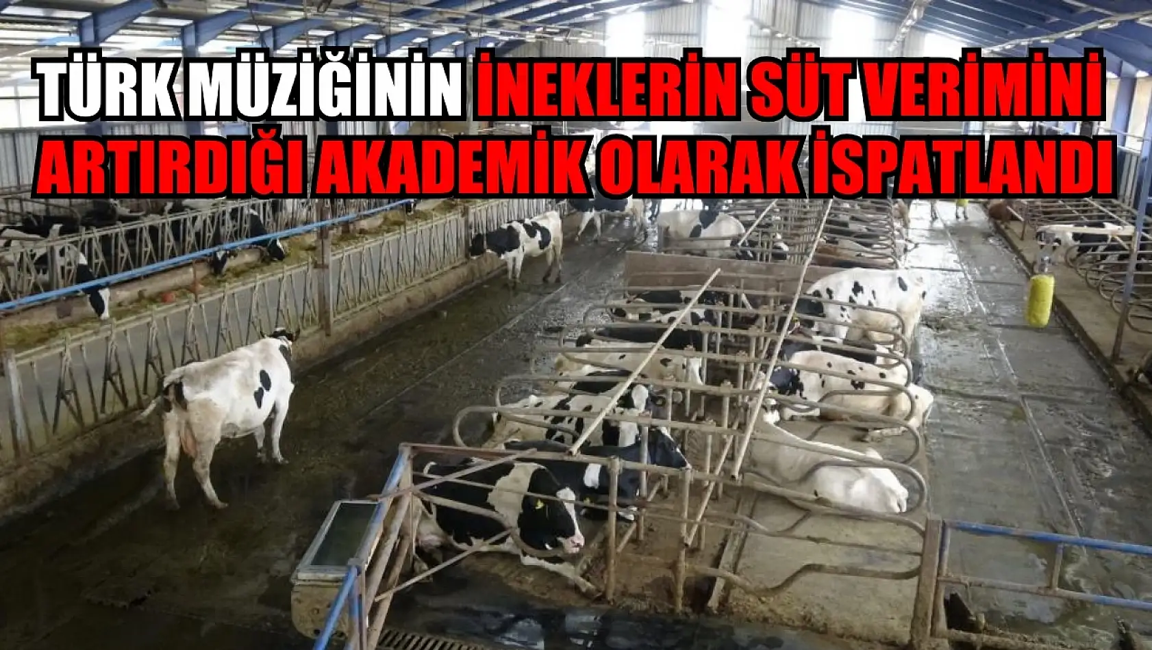 Türk müziğinin ineklerin süt verimini artırdığı akademik olarak ispatlandı