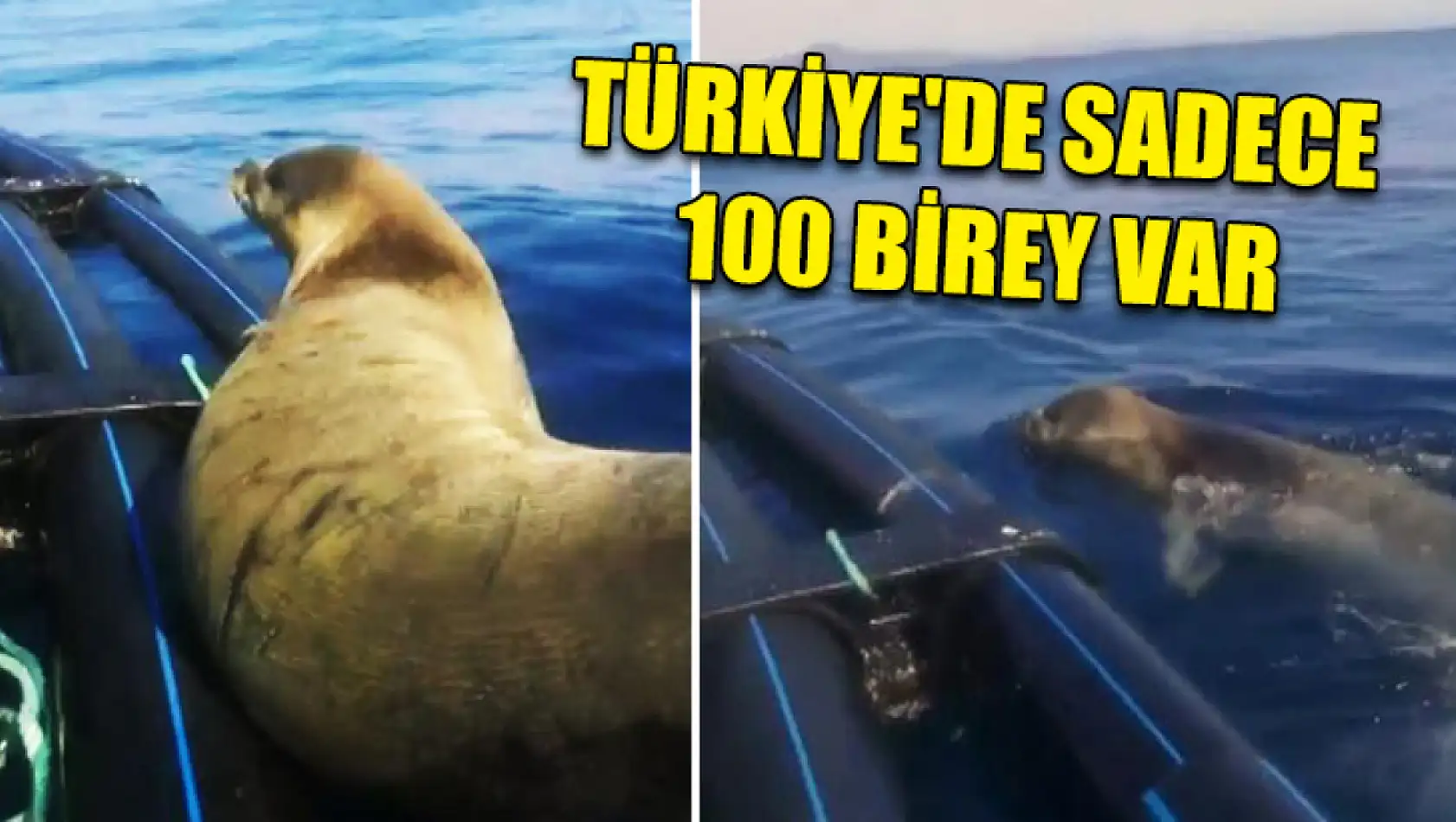 Türkiye'de sadece 100 birey var