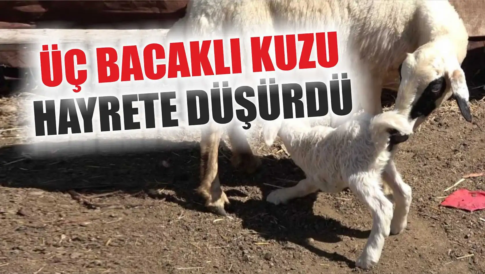 Üç bacaklı kuzu hayrete düşürdü