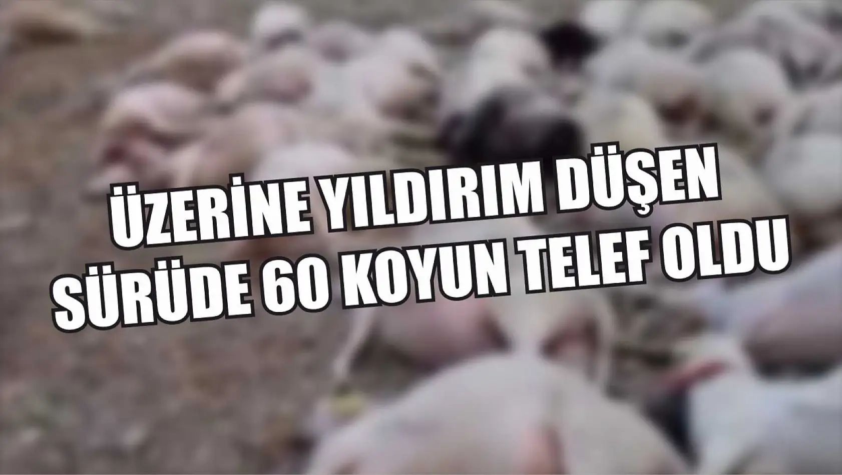 Üzerine yıldırım düşen sürüde 60 koyun telef oldu