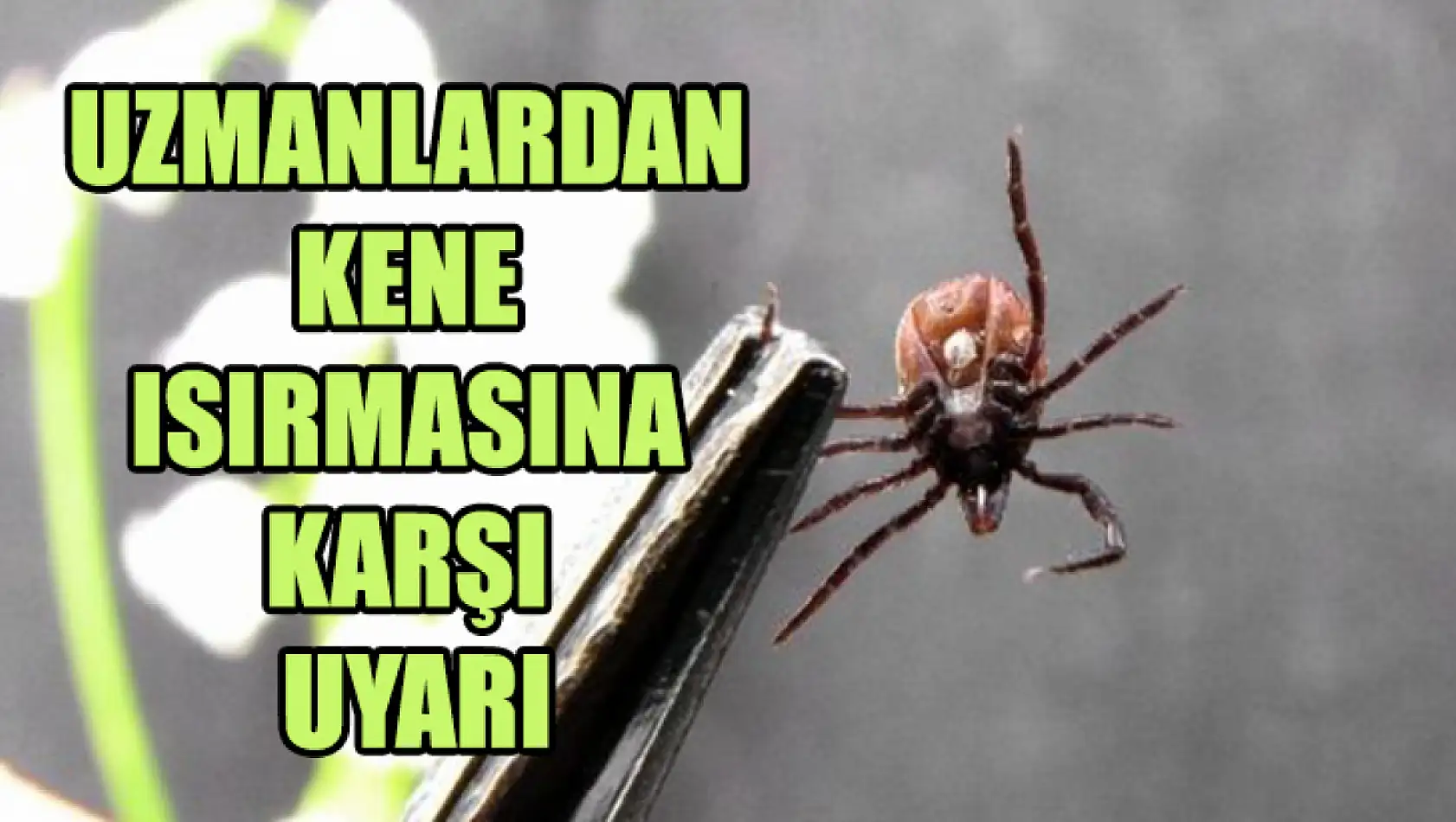 Uzmanlardan Kene Isırmasına Karşı Uyarı