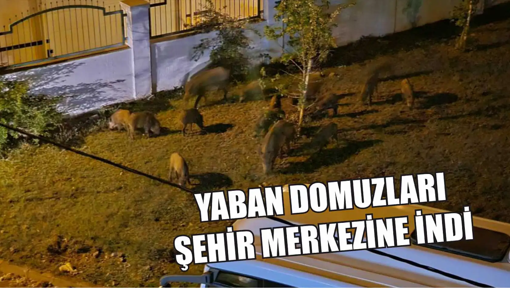 Yaban domuzları şehir merkezine indi