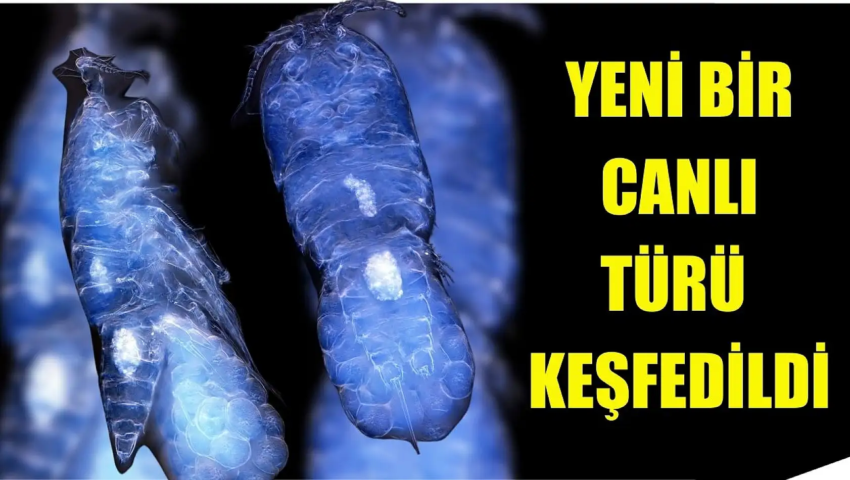 Yeni bir canlı türü keşfedildi