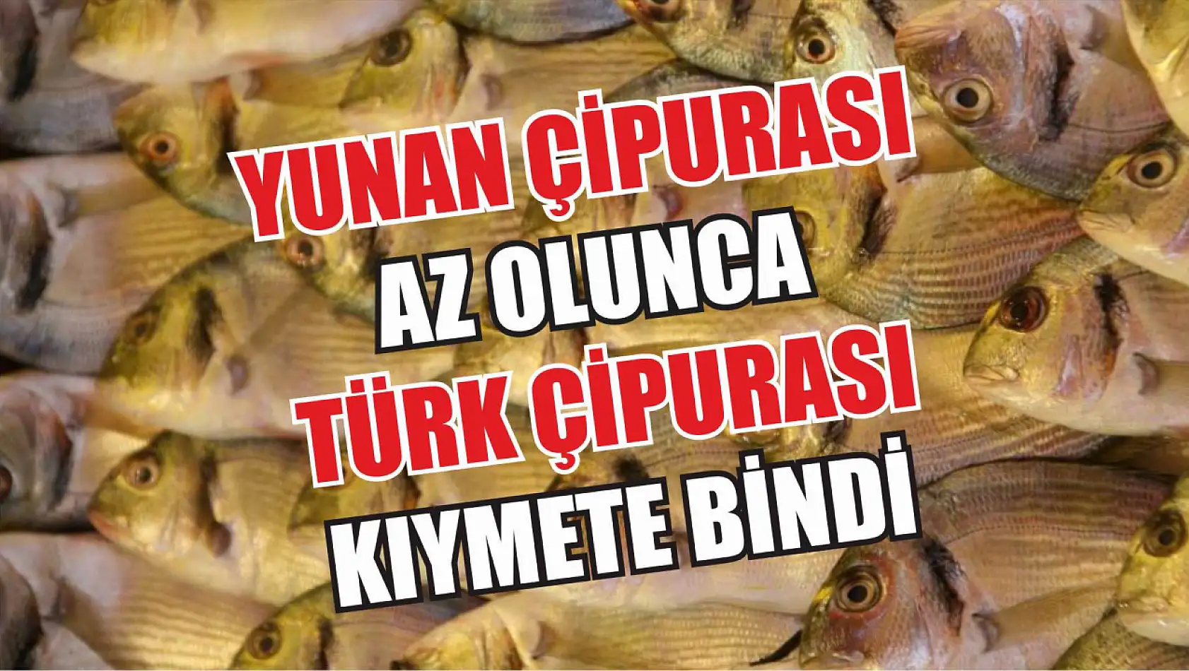 Yunan çipurası az olunca Türk çipurası kıymete bindi