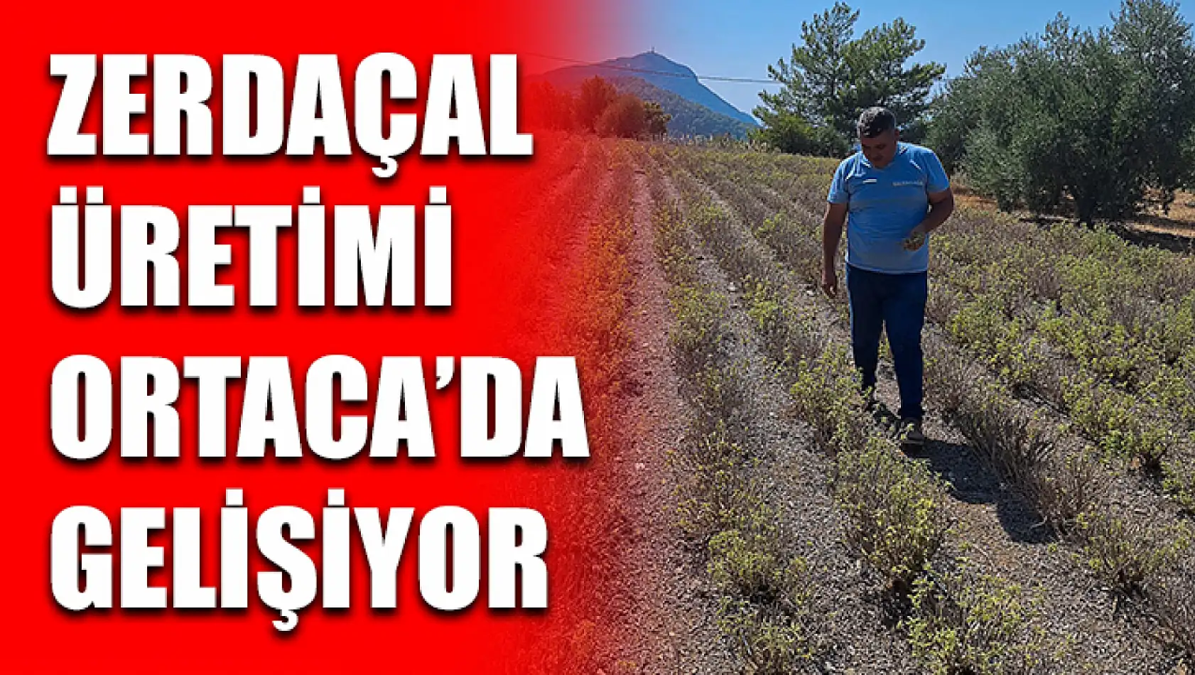 Zerdaçal üretimi Ortaca'da gelişiyor