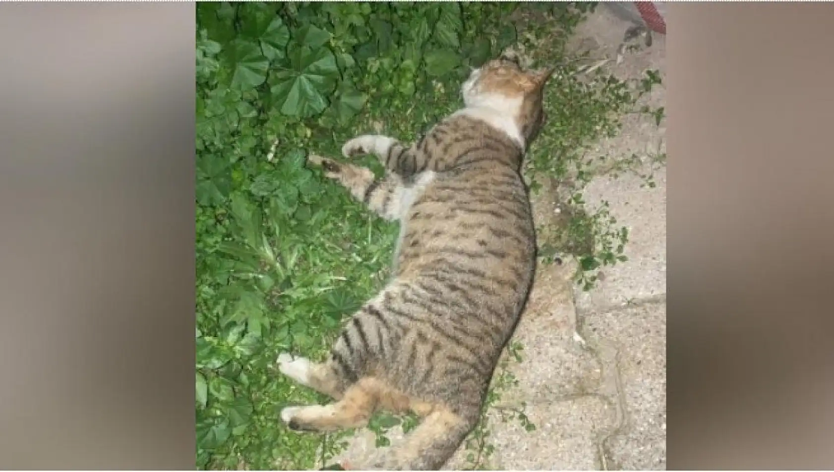 1 köpek ve 2 kedinin zehirlendiği iddiası