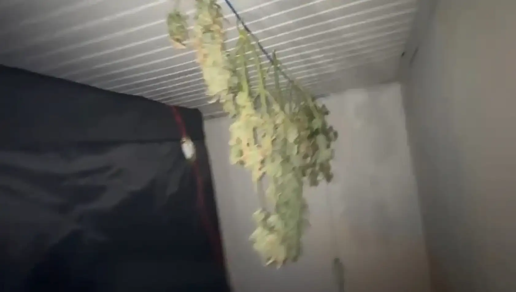 Elbise dolabından kenevir serası