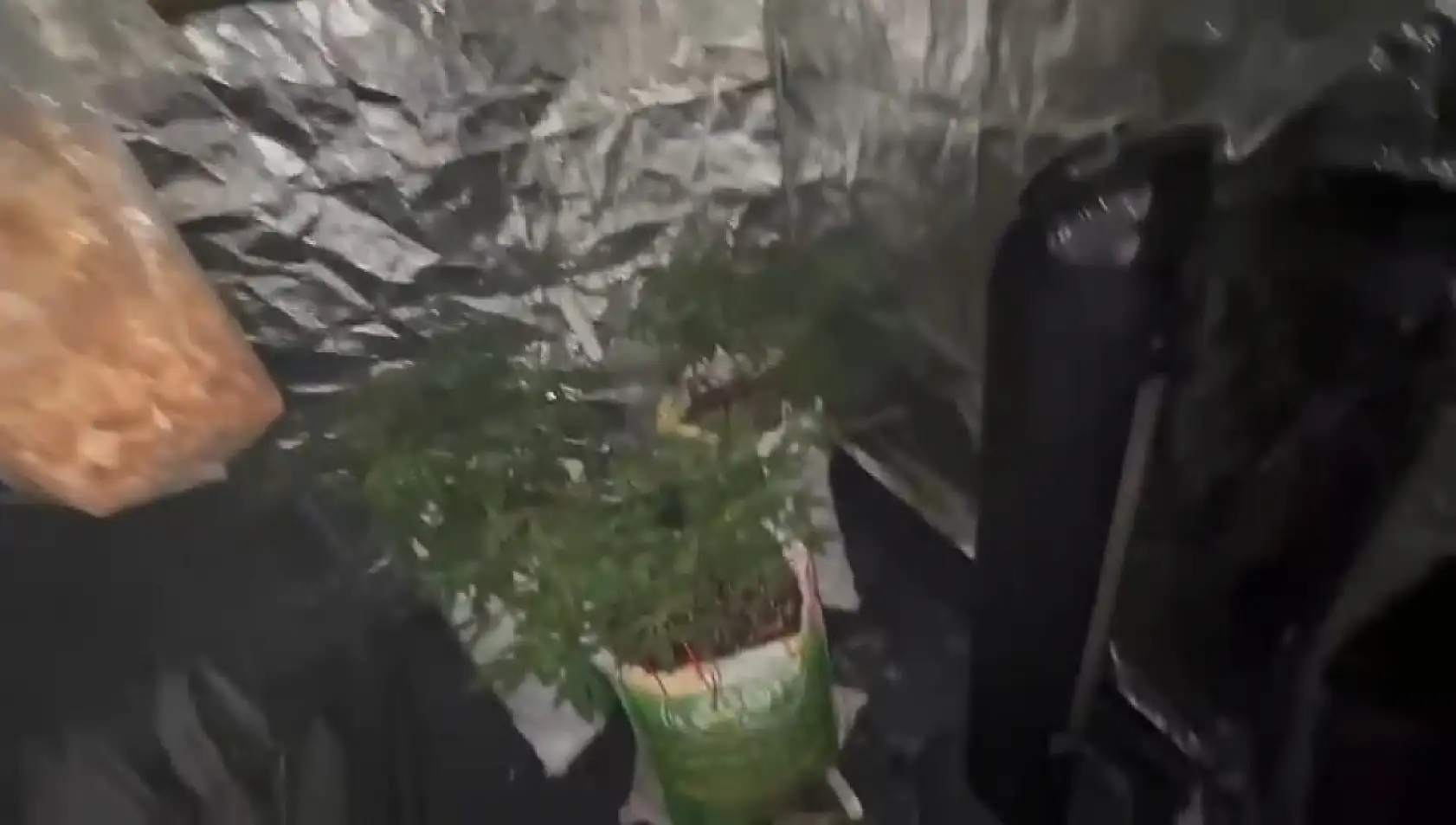 Elbise dolabından kenevir serası