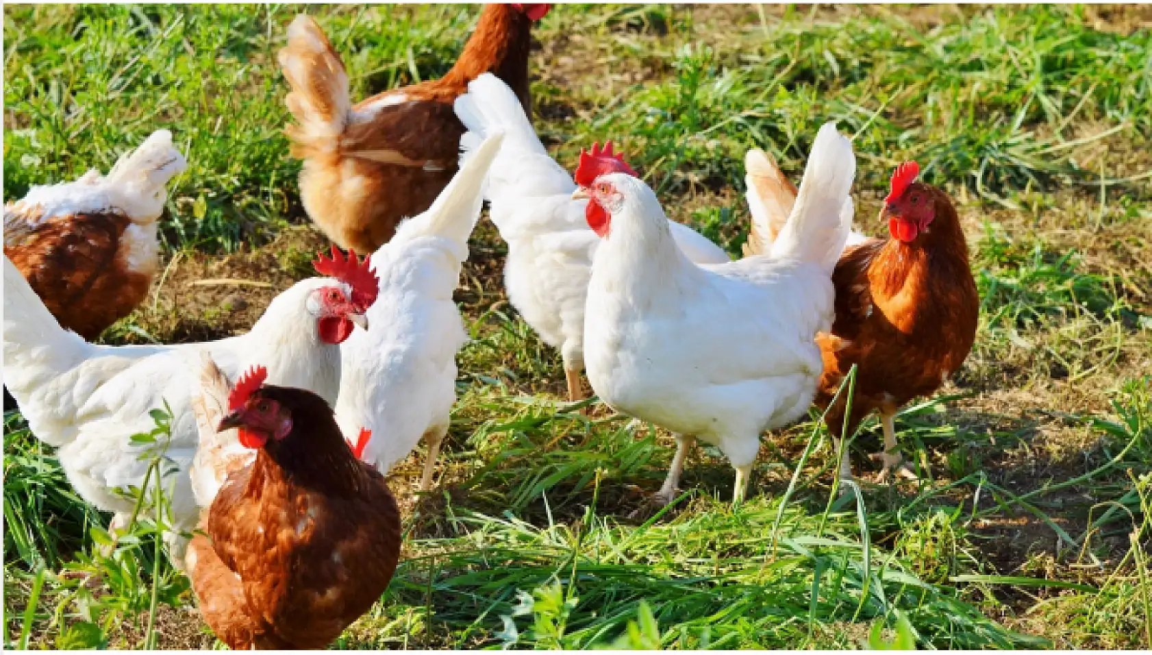 Tavuklarınızın ibik, sakal ve bacaklarında mor renk varsa dikkat