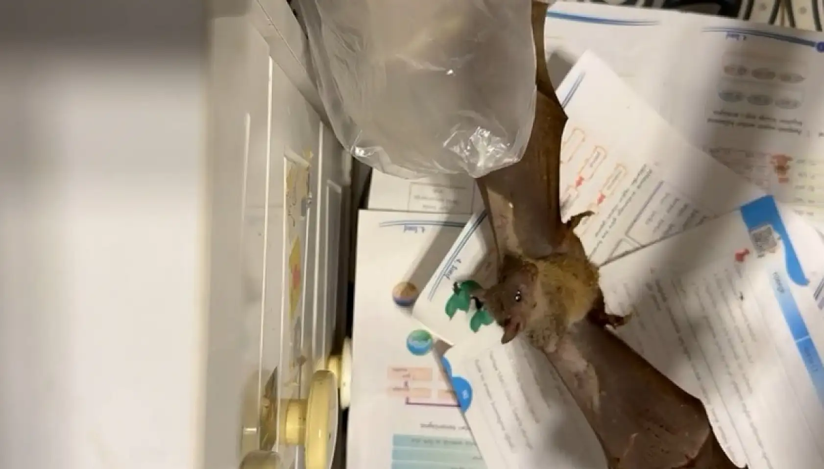 Fethiye'de Sürpriz Keşif: Afrika Meyve Yarasası İlk Kez Görüldü