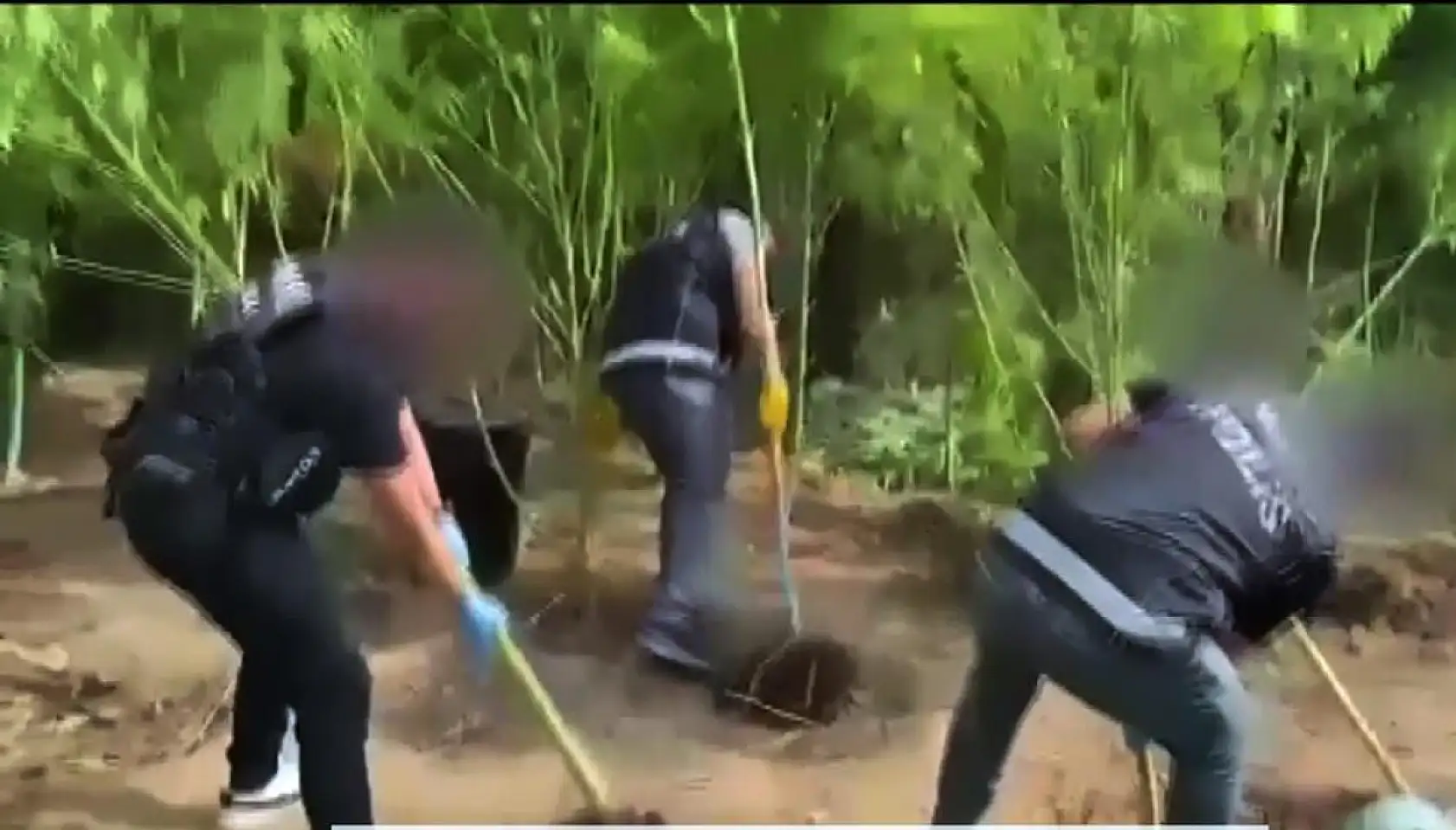 Muğla'da evlerinin bahçesini uyuşturucu bahçesine çevirmişler